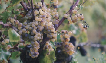 Au coeur des vignes du château La Bouade